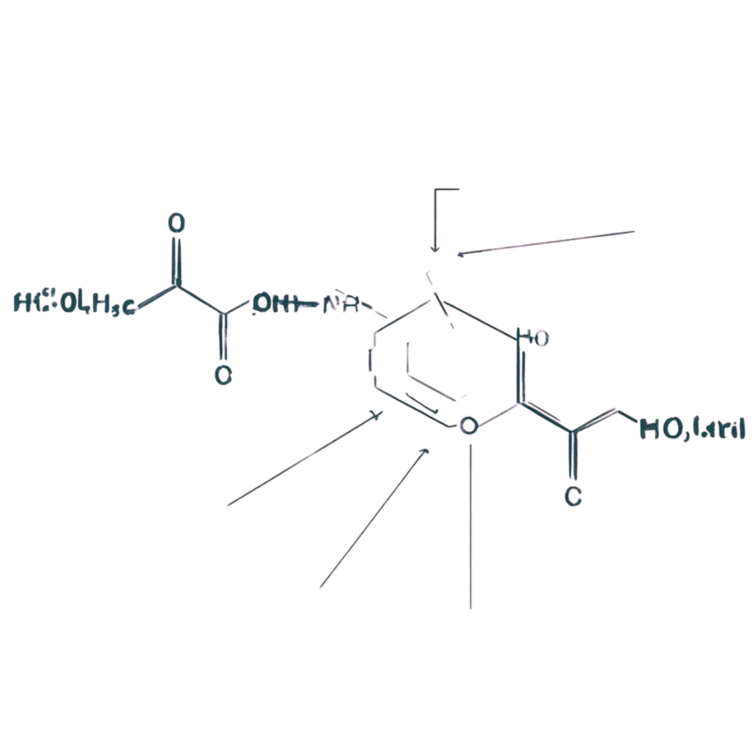 Glycin und NAC als Bausteine körpereigener Glutathion-Stoffwechselwege