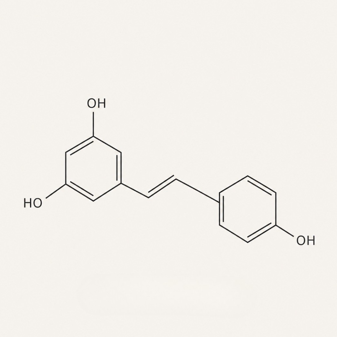 Resveratrol rückte als natürlich vorkommendes Polyphenol in den Fokus der Forschung.
